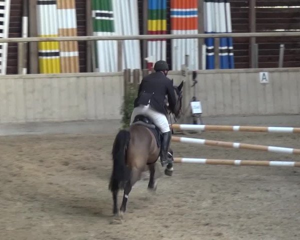 Reitturnier Heidelberg-Kirchheim 2017