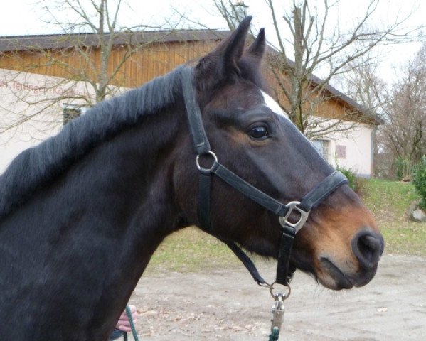 Dressurpferd Dublin S (Württemberger, 2001, von Dornenkönig)