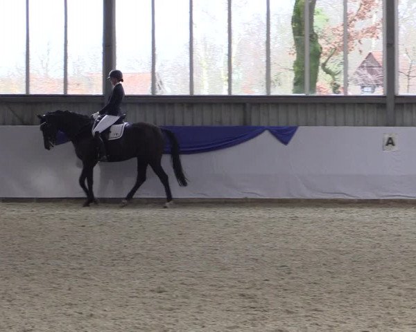 18. Grevener-Dressurtage 2017
