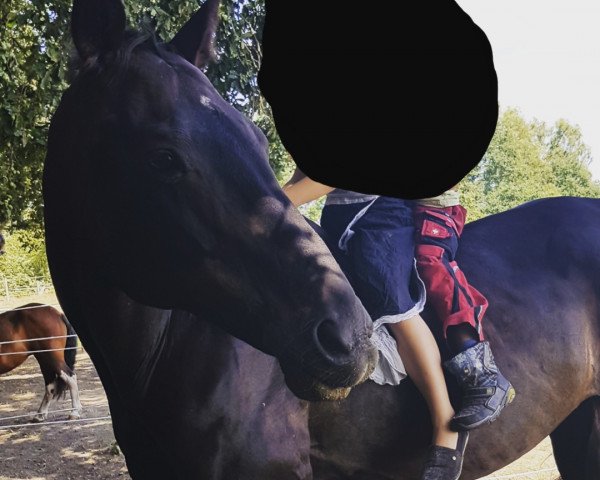 broodmare Nancy (Hanoverian, 1998, from Natiello xx)