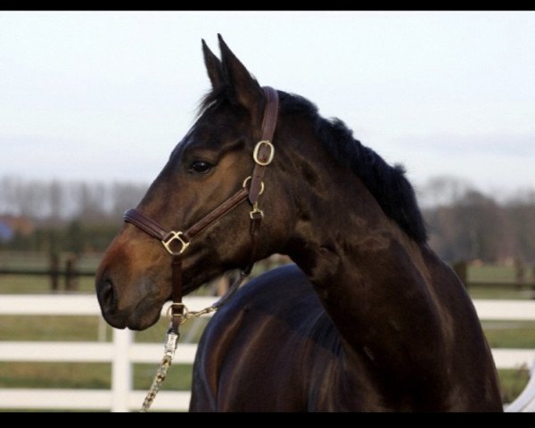 Dressurpferd Diva 535 (Westfale, 2005, von Denaro)