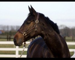 dressage horse Diva 535 (Westphalian, 2005, from Denaro)