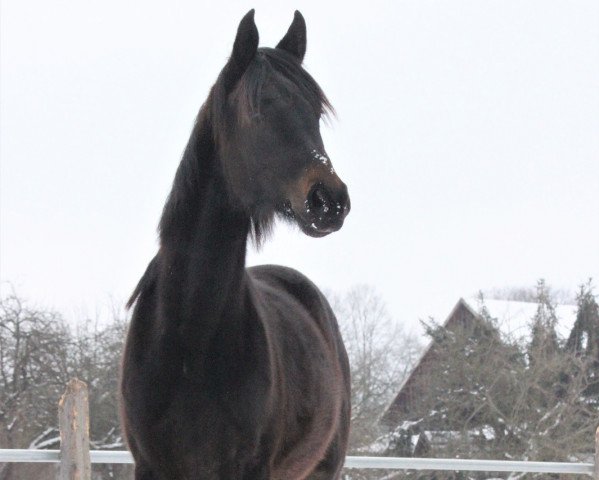 Zuchtstute Universal Beauty (Deutsches Sportpferd, 2019, von For Romance I)