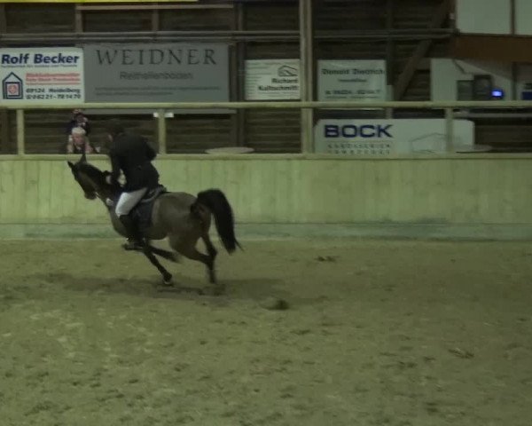 Reitturnier Heidelberg-Kirchheim 2017
