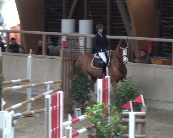 Reitturnier Heidelberg-Kirchheim 2017