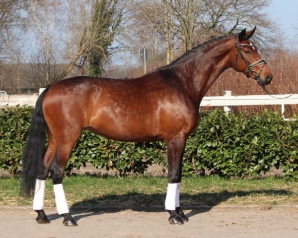 horse Flair (Hanoverian, 2016, from Fürst Belissaro)