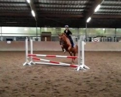jumper Martini 67 (Czech Warmblood, 2008, from Fors-Gedos)