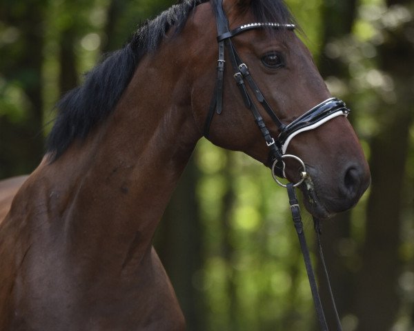 dressage horse Carculin (Czech Warmblood, 2010, from Conway-T)