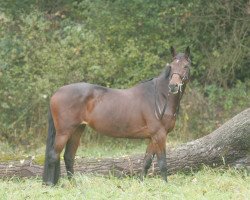 broodmare Petite Coeur (Oldenburg, 2003, from Conteur)