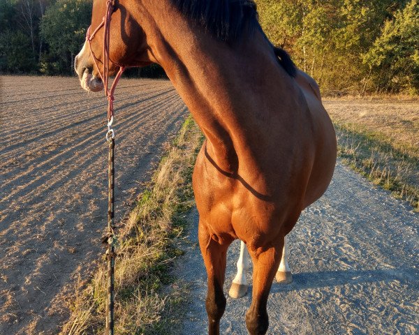 horse Lady Cassiano (German Sport Horse, 2006, from Cassiano)