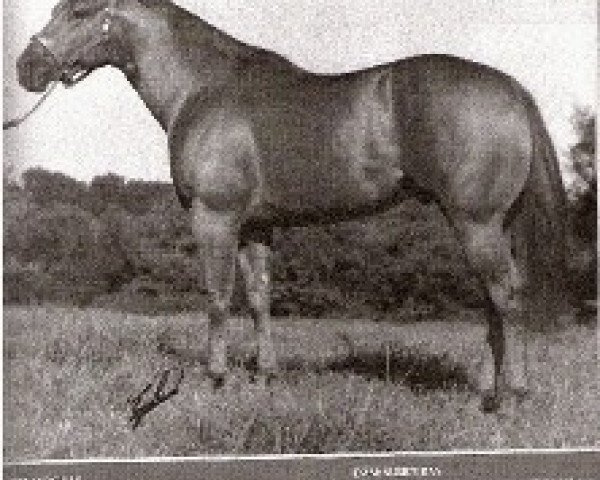 stallion Doc's Solano (Quarter Horse, 1971, from Doc Bar) stallion Doc's Solano (Quarter Horse, 1971, from Doc Bar)