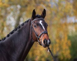dressage horse Walesco 181 (Hanoverian, 2012, from Weltmeyer)