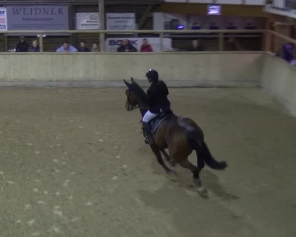 Reitturnier Heidelberg-Kirchheim 2017