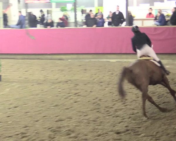 Hallenreitturnier Vlotho-Exter 2017