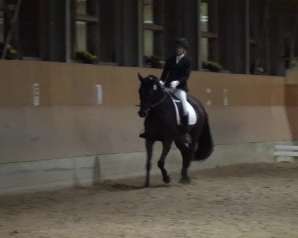 Reitturnier Mettmann - Reitanlage Löckenhoff 2017