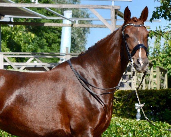 Zuchtstute Felitchy van de Waalsehoeve (KWPN (Niederländisches Warmblut), 2010, von Glock´s Tango)
