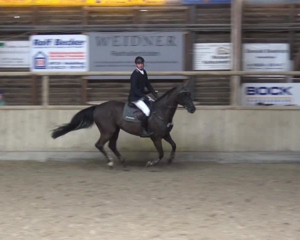 Reitturnier Heidelberg-Kirchheim 2017