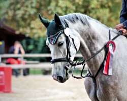 Zuchtstute Zira Blu (KWPN (Niederländisches Warmblut), 2011, von Zirocco Blue)