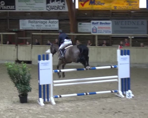 Reitturnier Heidelberg-Kirchheim 2017