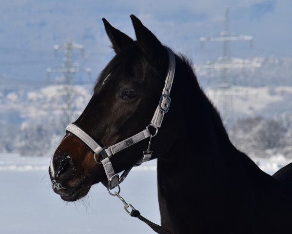 broodmare A-Champion's Sayuri (Bavarian, 2001, from Acord's Champion)
