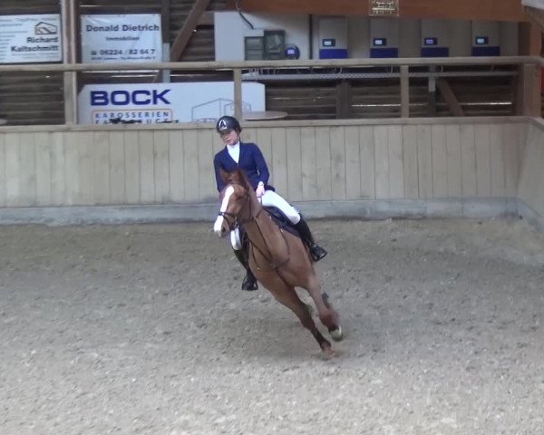 Reitturnier Heidelberg-Kirchheim 2017
