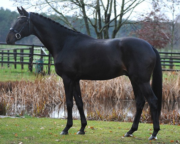 stallion Iniesta (Trakehner, 2018, from Impetus) stallion Iniesta (Trakehner, 2018, from Impetus)