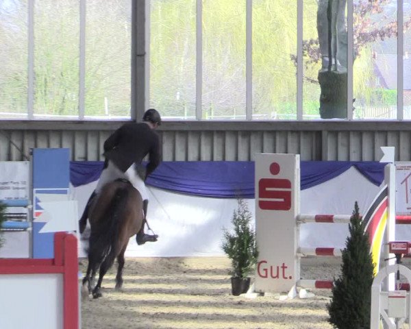 Reitturnier Greven 2017