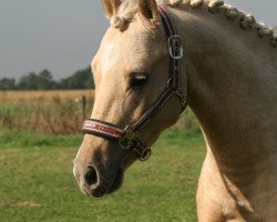 dressage horse Cookie 96 (German Riding Pony, 2010, from Calvin Klein 23)