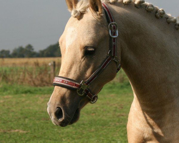 dressage horse Cookie (Westphalian, 2010) dressage horse Cookie (Westphalian, 2010)