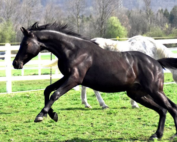 horse Sayano (German Sport Horse, 2019, from Schwarzgold)
