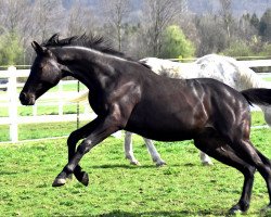 Pferd Sayano (Deutsches Sportpferd, 2019, von Schwarzgold)