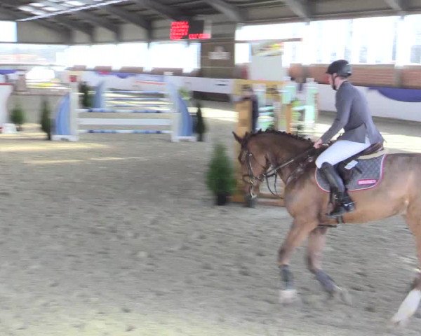 Reitturnier Greven 2017
