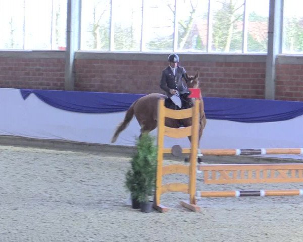 Reitturnier Greven 2017