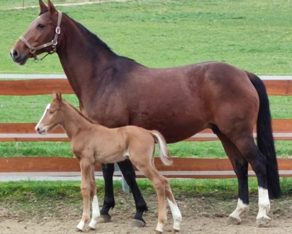 horse Bellflower (Westphalian, 2021, from Baloukato)