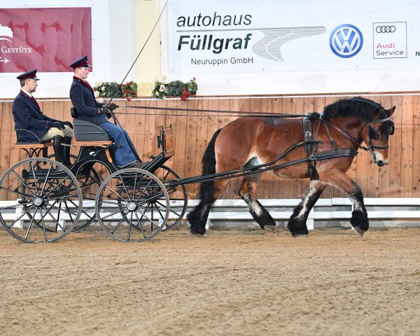 stallion Marius (Rhenish-German Cold-Blood, 2018, from Martell)