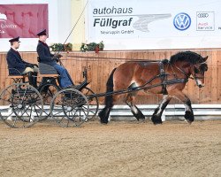 stallion Marius (Rhenish-German Cold-Blood, 2018, from Martell)