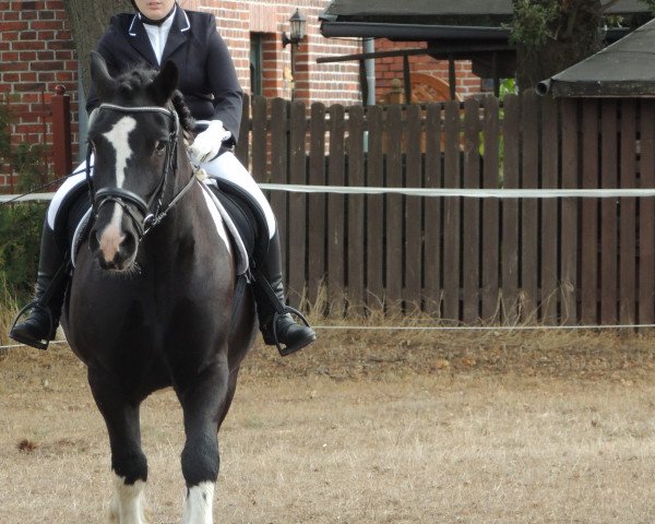 dressage horse Amigo (Pinto, 2008) dressage horse Amigo (Pinto, 2008)