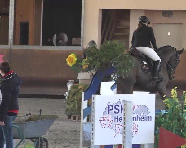 Reitturnier Dettingen 2017