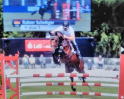 jumper V-Plus S (Hanoverian, 2012, from Valentino)