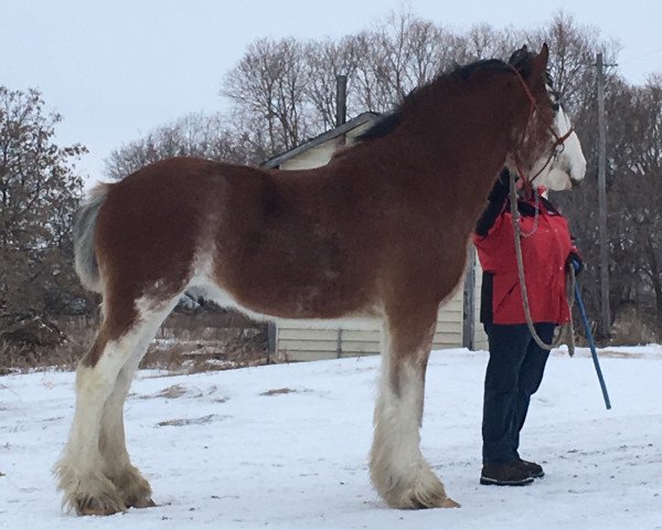 stallion Hill Topper Star's Rafael (Clydesdale, 2016, from Doura Rising Star) stallion Hill Topper Star's Rafael (Clydesdale, 2016, from Doura Rising Star)