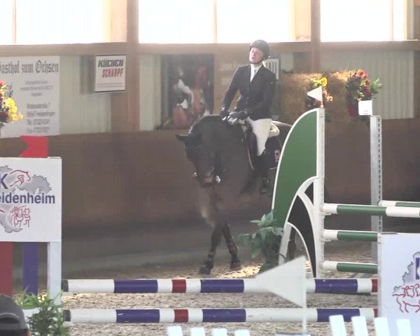 Reitturnier Dettingen 2017