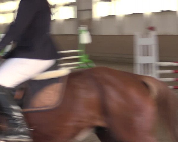 Christmas Jumping Trophy Prussendorf 2021