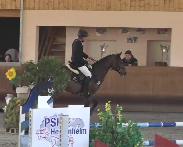 Reitturnier Dettingen 2017