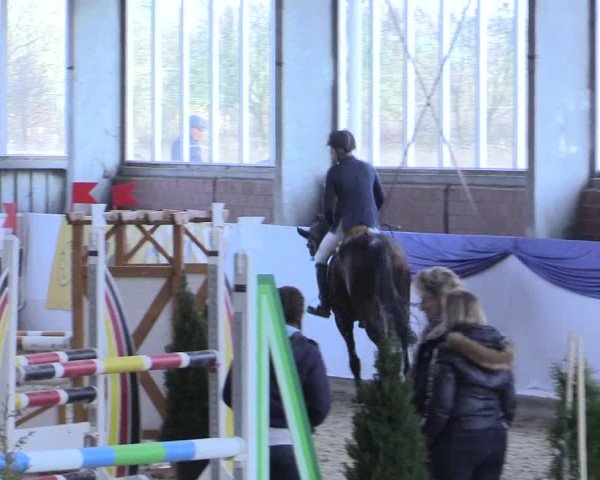 Reitturnier Greven 2017