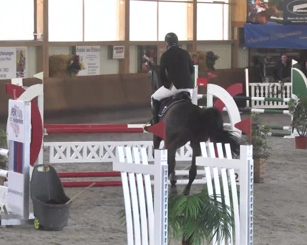 Reitturnier Dettingen 2017