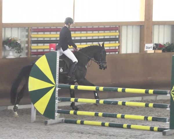 Reitturnier Dettingen 2017