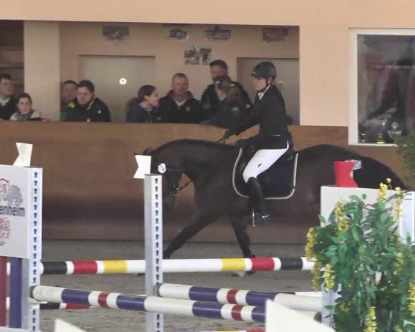 Reitturnier Dettingen 2017