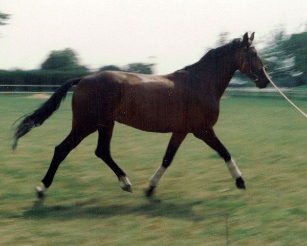 horse Gumarka (Brandenburg,  , from Gutachter 2687)