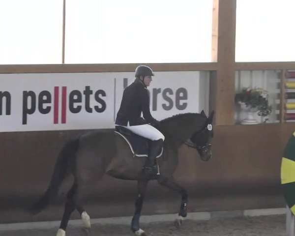 Reitturnier Dettingen 2017