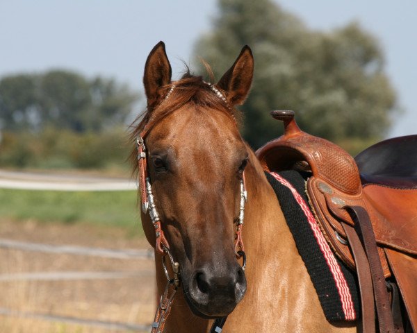 Zuchtstute Fancy (Quarter Horse, 2013, von Jacs on Top)